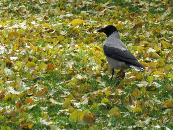 پاییز در تکاب به روایت تصویر