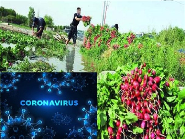 فاضلاب؛ متهم جدید انتقال کرونا/ آبیاری صیفی‌جات با فاضلاب کرونایی