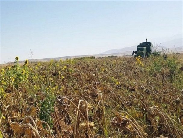 برداشت آفتابگردان در نهاوند
