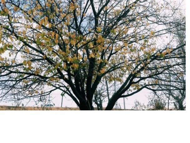 طبیعت بکر و زیبای روستای قره گزلو کنگاور