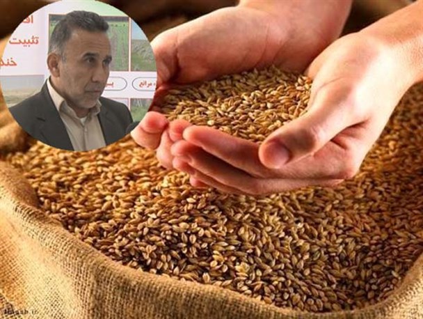 تقاضا برای بذر گندم کاذب است/ اختلاف قیمت خرید تضمینی و بازار باعث هجوم کشاورزان شد/گلستانی ها کلزا بکارند