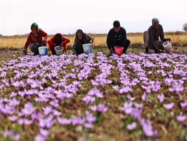 آغار برداشت زعفران از 40 هکتار سطح زیر کشت در شهرستان برخوار/ افزایش ۱۰ هکتاری سطح زیر کشت زعفران در این شهرستان