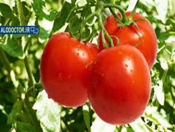 گوجه همچنان پیشتاز میوه های قهاوند / قیمت گوجه به کمتر از ۵۵۰۰ تومان در قهاوند نرسید
