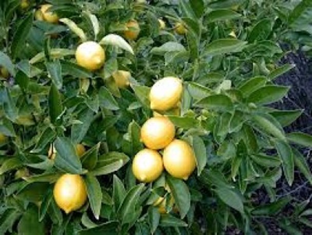 تولید مرکبات در قیروکارزین ، ارز آوری برای دیگر شهرستان ها