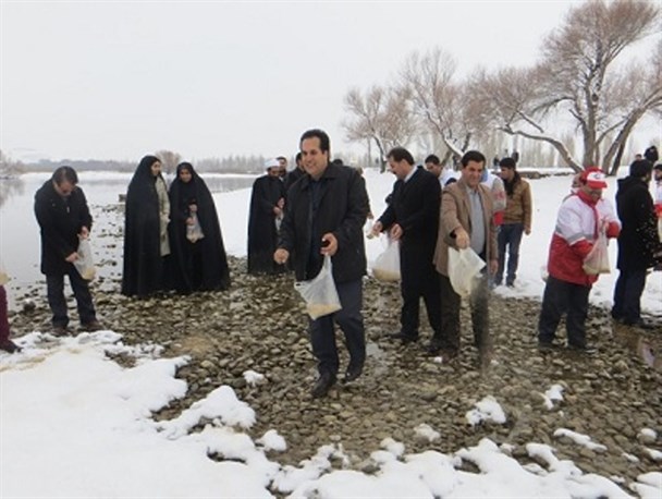 امدادرسانی دوستداران محیط زیست به پرندگان در شاهین دژ/ تصاویر