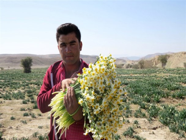 جشنواره گردشگری گل نرگس در بالاده کازرون برگزار می شود