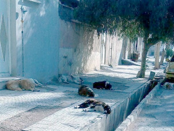 بی‌توجهی نسبت به جمع‌آوری سگ‌های ولگرد در مهران