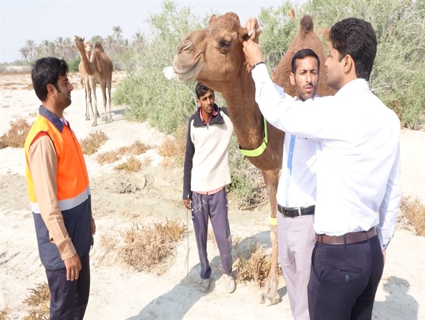 اجرای طرح ضربتی ساماندهی شترها در سیریک/ شتران سرگردان به کشتارگاه فرستاده می شوند