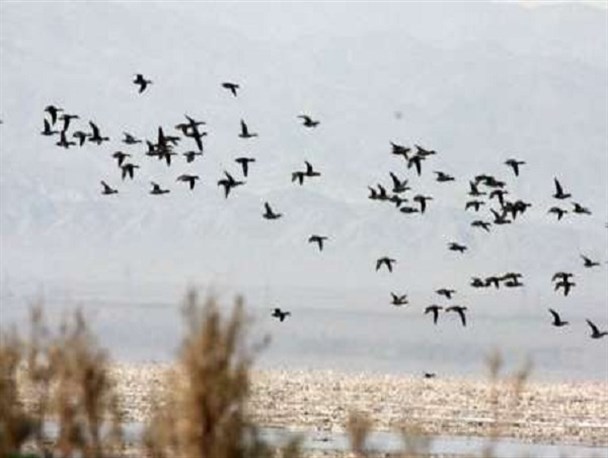 زمستان گذرانی ۹۰ هزار پرنده در تالاب های بروجن