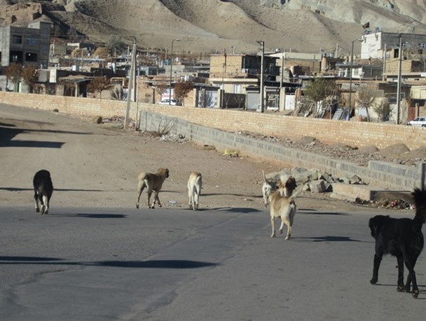 سایه ناامنی و ترس گله سگ های ولگرد بر سر مردم ماهنشان/جولان گله سگ های ولگرد، کودکان ماهنشانی را خانه نشین کرده است+تصاویر