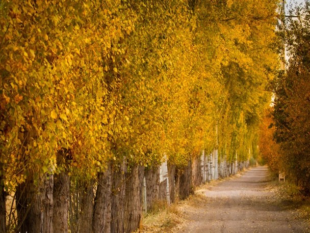 پاییز، فصل زیبایی ها  +تصاویر