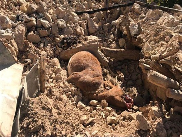 تخریب بیش از 3هزار واحد دامی سنتی در روستاهای سرپلذهاب