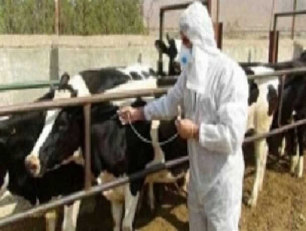 اعزام شش اکیپ عملیاتی برای مایه‌کوبی دام ها به خوزستان،ایلام و لرستان