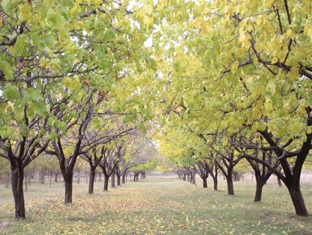 هنرنمایی پاییز در باغات منطقه آزاد ماکو+ تصاویر