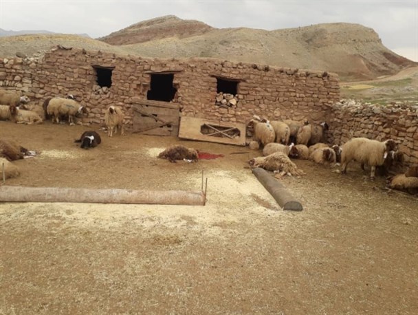 پلنگ گرسنه 32 رأس دام روستای "گمه کبود" را درید