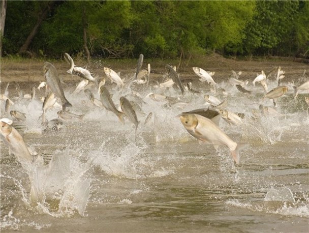 ظرفیت مناسب استان یزد برای توسعه آبزی پروری