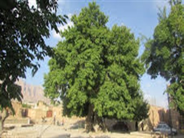 نگاهی به چنار هزار و 200 ساله تنگچنار مهریز