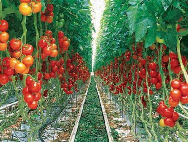 تنها گلخانه شهر گیوی در انتظار حمایت مسئولین