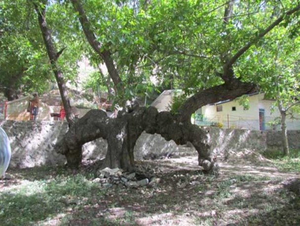 درخت گردو 2 هزار ساله بندر هنزاء/تصاویر