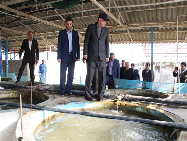 بازدید استاندار گیلان از مزرعه پرورش ماهیان خاویاری در تالش