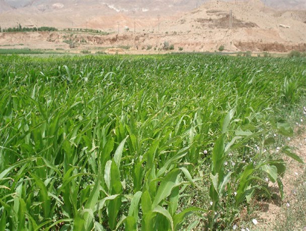سطح زیر کشت را در تمام محصولات به‌جز کلزا کاهش داده‌ایم/ کاهش سطح زیر کشت گندم از 430 هزار هکتار به 260 هزار هکتار
