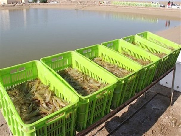 جای خالی سهم دانش آموختگان بیکار مینابی در پازل منابع طبیعی