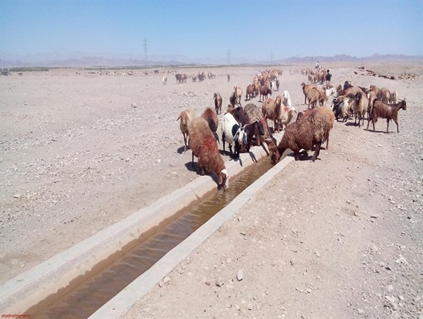 "هِنار دام" روشی سنتی برای سازگاری دام با طبیعت کویر