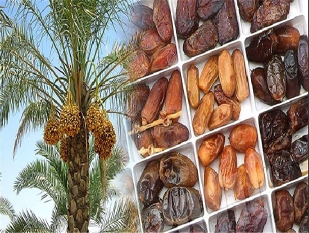 بیش از ۵۷ هزار نفر در نخلستان های سیستان و بلوچستان مشغول کارند