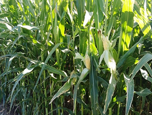 کشت ذرت علوفه ای و حبوبات جایگزین برنج می شود