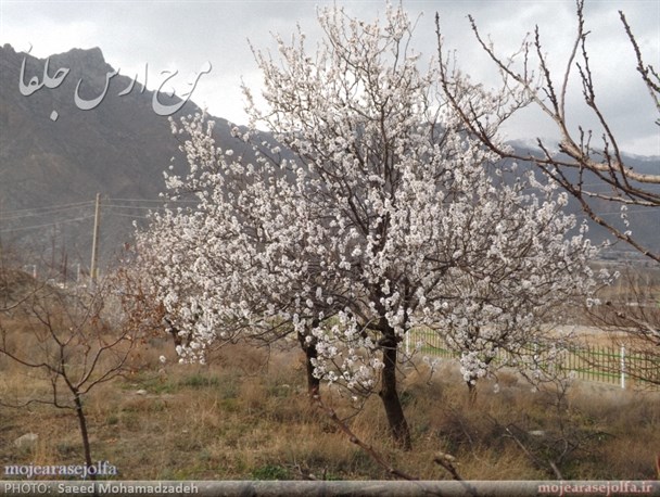 شکوفه دادن درختان بادام شهرستان جلفا در نیمه زمستان + تصاویر