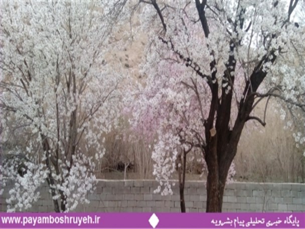 شکوفه های زیبای زمستانی، میوه نگرانی را در دل کشاورزان بشرویه رویاند+تصاویر