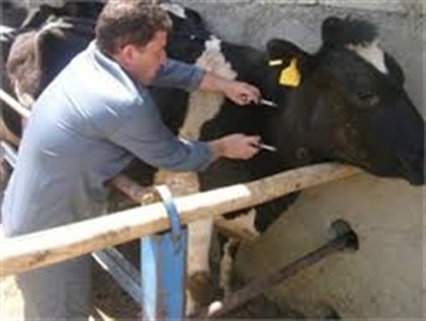 انجام عملیات تست سل و بروسلوز دام درکنگاور