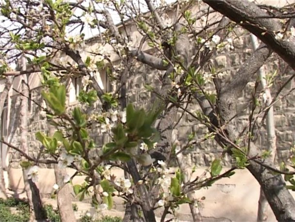 افزایش دما و نگرانی از گل‌دهی زود هنگام باغات گرمی