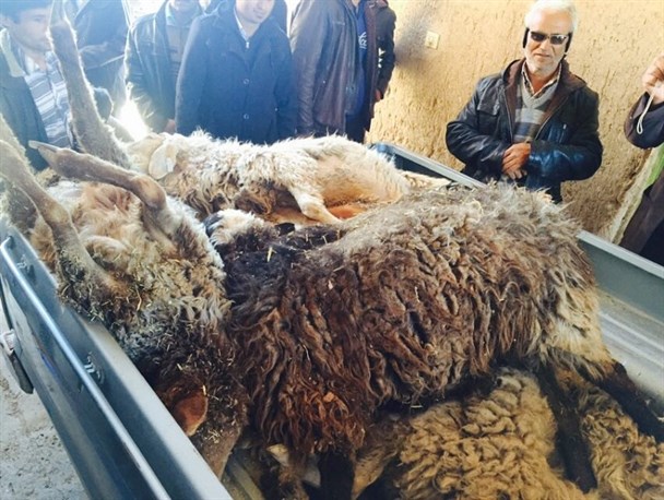 حمله گرگ‌ به روستایی در خلیل آباد 11 رأس گوسفند را تلف کرد + تصاویر
