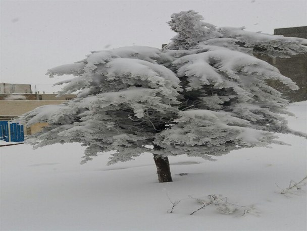 تصویری/بارش برف در گرمی