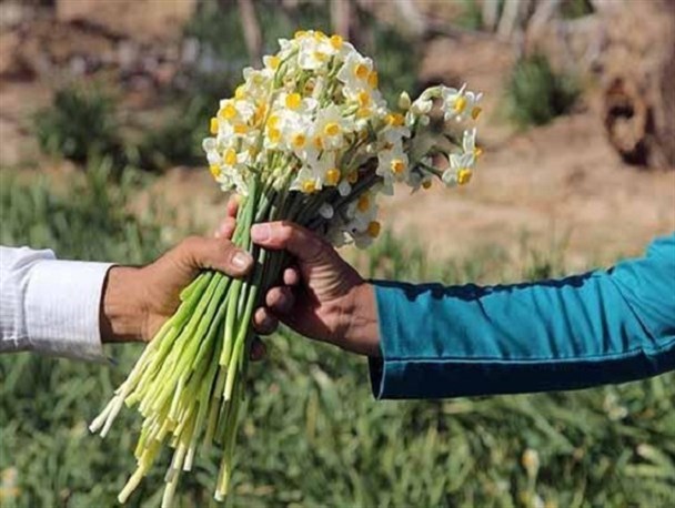 سالانه شش میلیون شاخه گل نرگس در دره‌ شهر تولید می‌شود