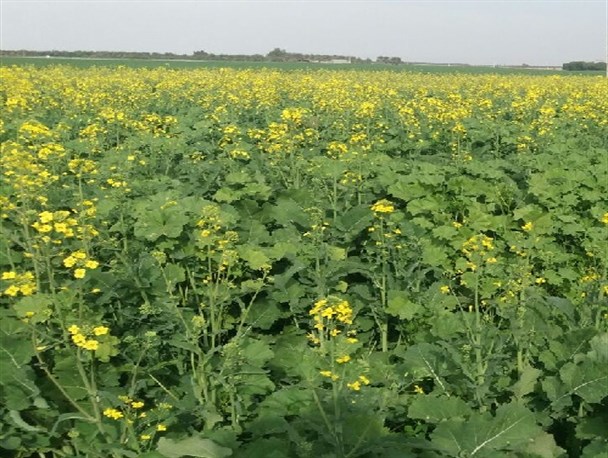مزارع زیبای کلزا در جنوب غرب سیستان و بلوچستان