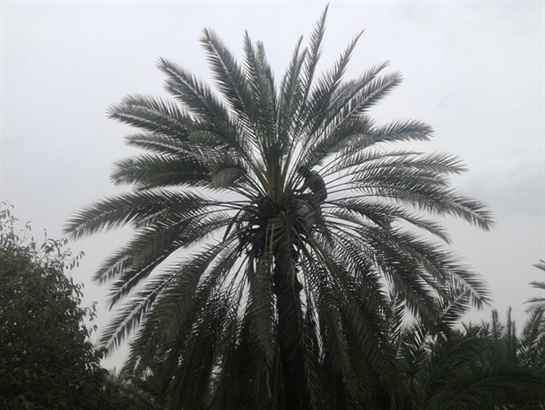 آغاز عملیات گرده افشانی درختان خرما در میناب+تصاویر