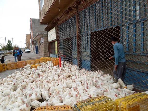 محکومیت دو فروشنده غیرمجاز طیور زنده به حبس در سرخس+ تصاویر