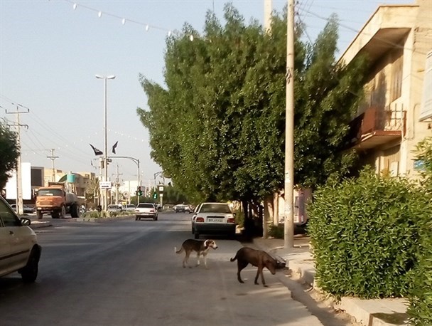 اعتراض شهروندان دیری به پرسه سگ های ولگرد در ساحل