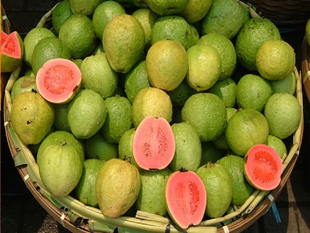 گواوا میوه ای بهشتی با طعم و عطری ماندگار/ وقتی نبود صنایع تبدیلی نوبرانه سرباز را راهی هرمزگان می کند