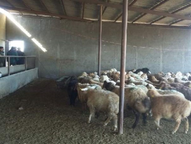 توزیع ۵۷۹ راس دام سبک در بین دامداران سیل زده گلستان