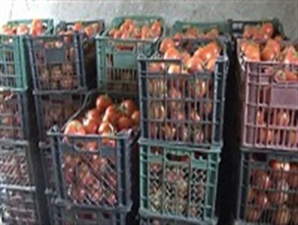 برداشت 4 هزار تن خیار گلخانه ای در خاش