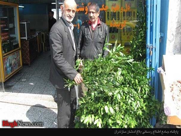«همیشک»؛نماد زندگی / عکس