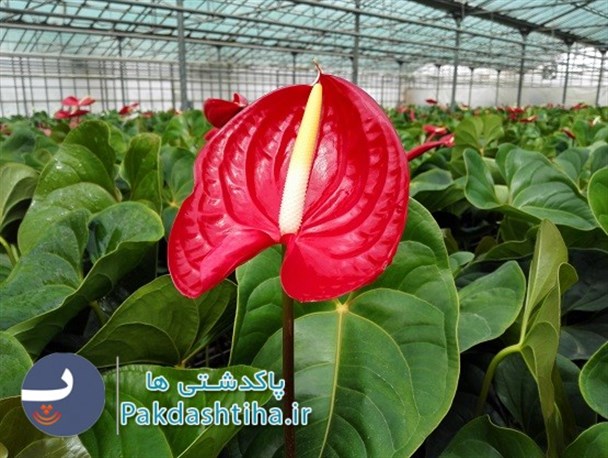 طبیعت گل های بهاری در پایتخت گل و گیاه ایران+ تصاویر