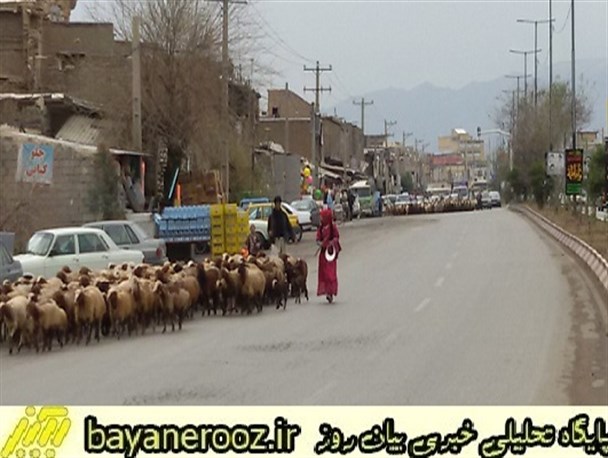 مصوبه ای که جنجالی شد/دام عشایر نباید از داخل شهر پلدختر تردد کند
