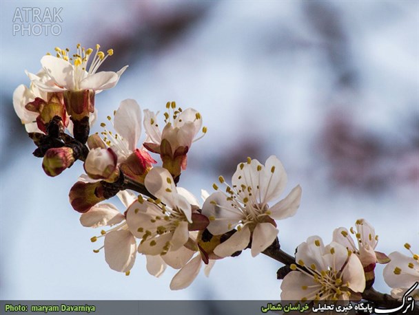 بهار در چند قدمی...