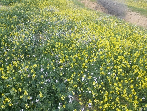 اینجا دهستان شاه جهان شهرستان فاروج است+تصاویر