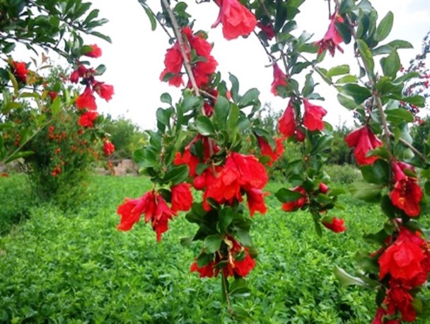 طبیعت زیبای باغ‌های شهر اردل