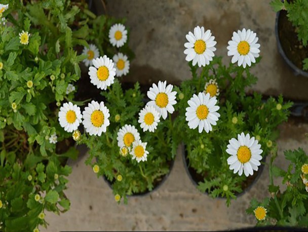 برپایی نمایشگاه گل و گیاه در مرودشت